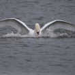 Cygne tuberculé amerrissant